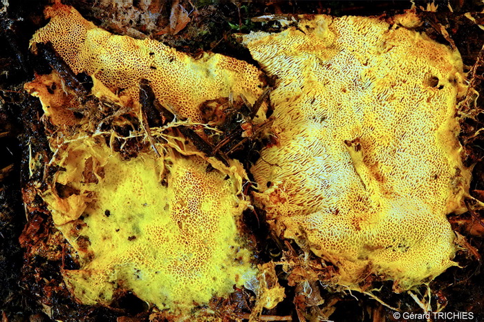 Crosta vellutata - foto 2140 (Tomentella bryophila)